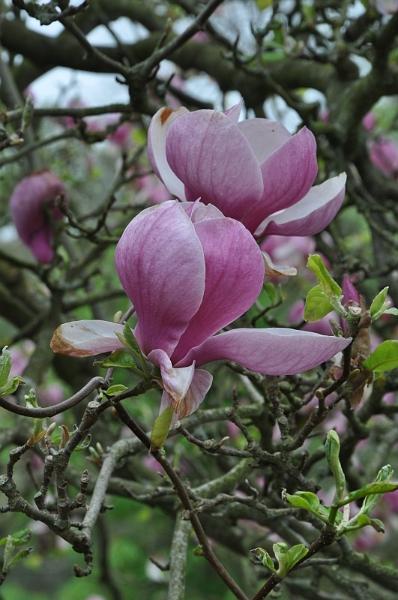 DSC_2237.JPG
